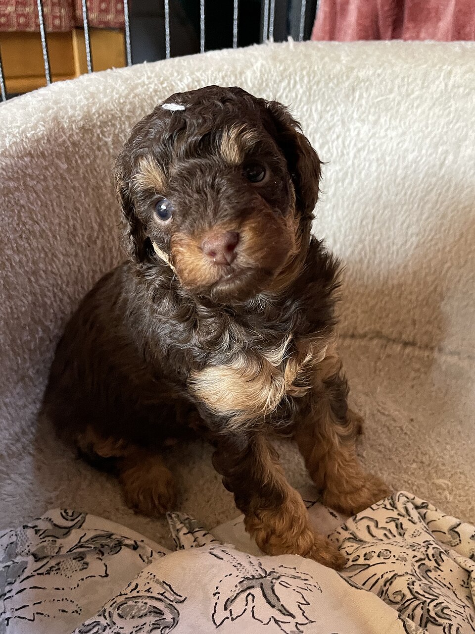 ブラウンのトイプードルの子犬 ショコラ