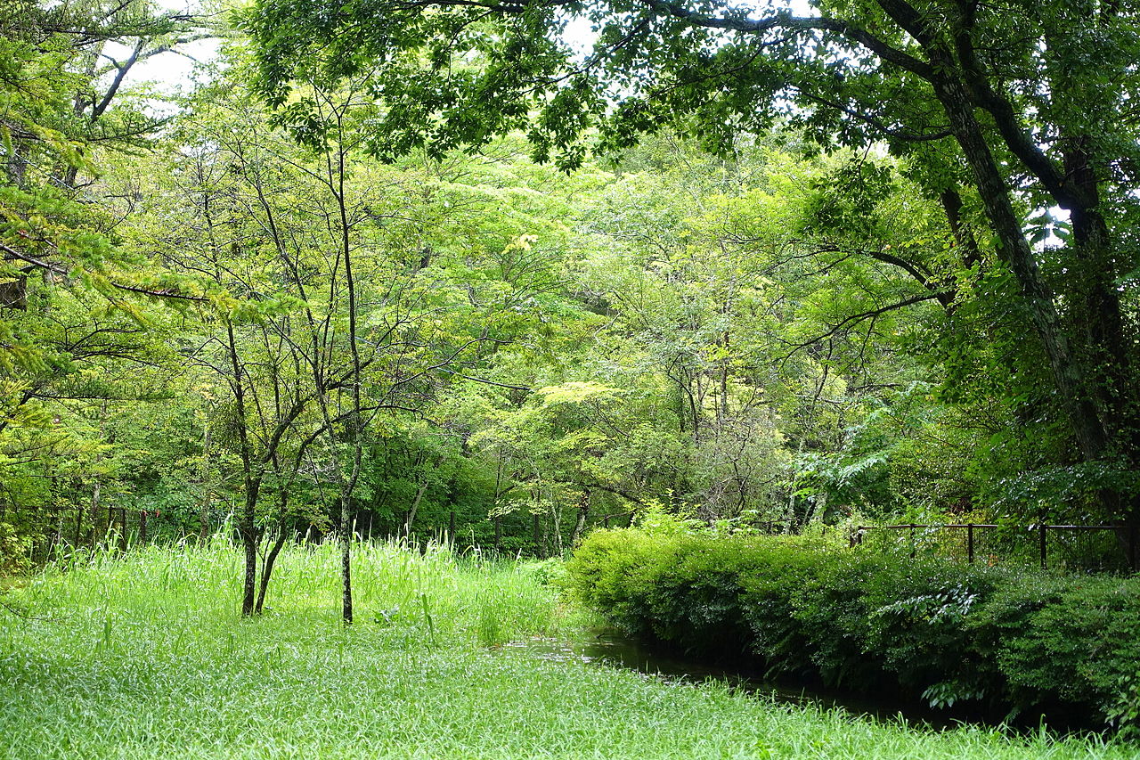 軽井沢の緑豊かな森と小川